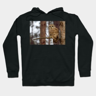 Barred Owl on a limb Hoodie